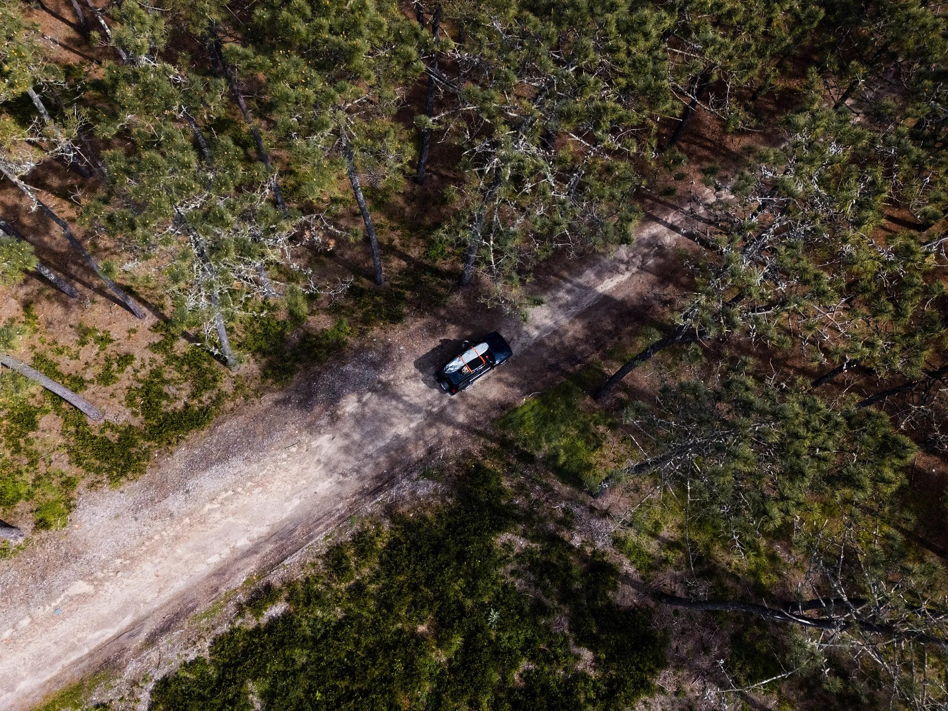 Aerial view of a forest road cutting through coastal pine vegetation in Portugal