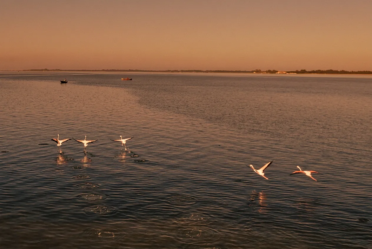 Flamingos wading in the shallow waters of the Aveiro coastal lagoon